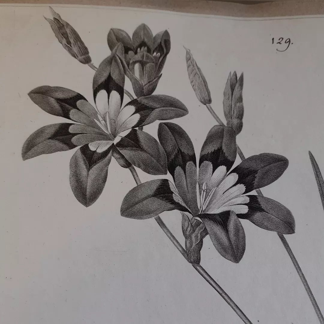 Art Botanic Tattoo