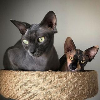 Freya And Sally