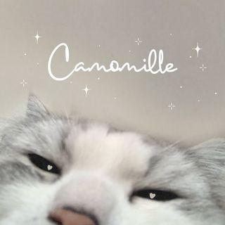 Camomille