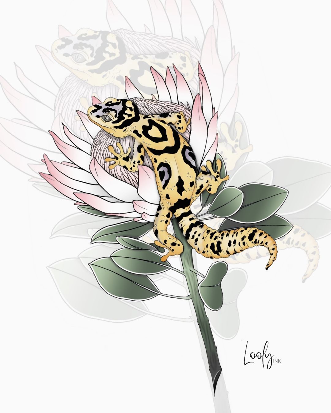 Portfolio de LOOLY