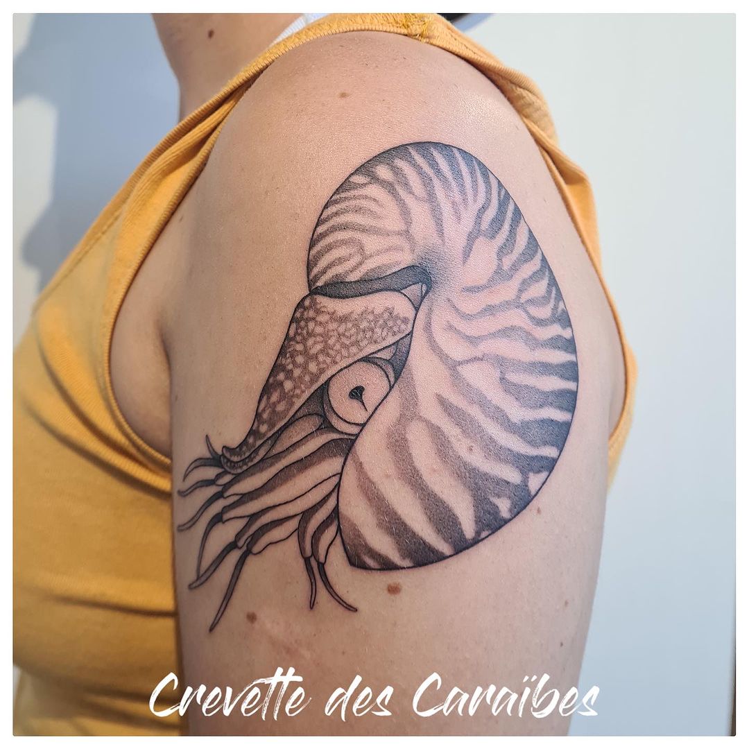 Portfolio de Crevette DES Caraïbes