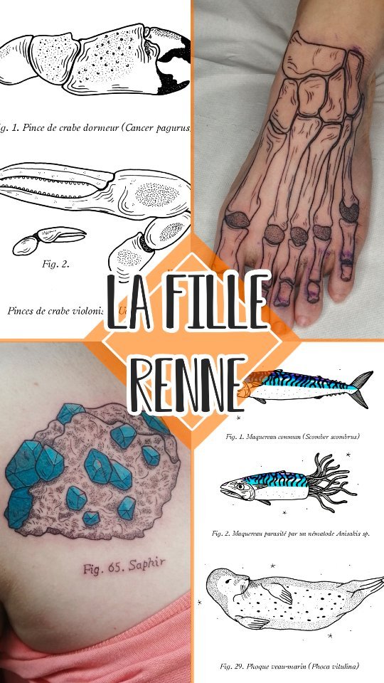 Portfolio de l'Hydre
