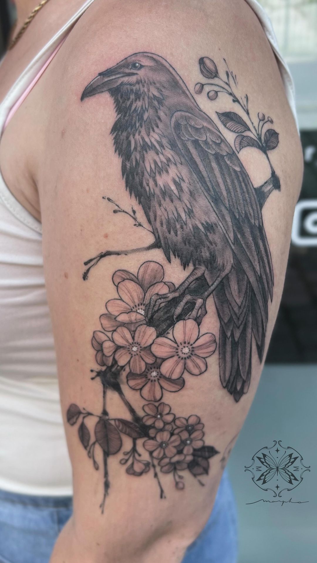 Portfolio de Morpho